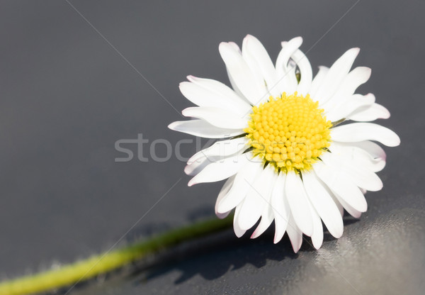 Stock photo: Closeup of a perfect single daisy