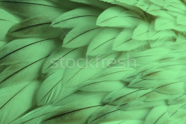 Green fluffy feather closeup Stock photo © michaklootwijk