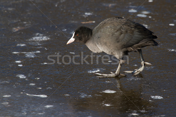 A common coot Stock photo © michaklootwijk