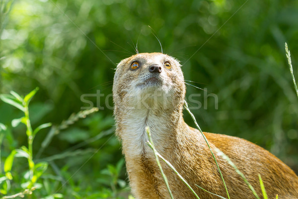 Close-up of a yellow mongoose (cynictis penicillata) Stock photo © michaklootwijk