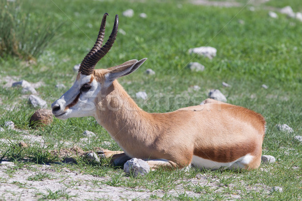 公園 ナミビア アフリカ 動物 サファリ 屋外 ストックフォト © michaklootwijk