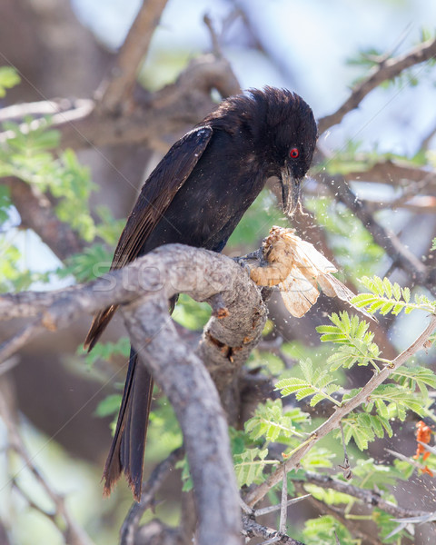 Fork-tailed Drongo eating a large insect  Stock photo © michaklootwijk