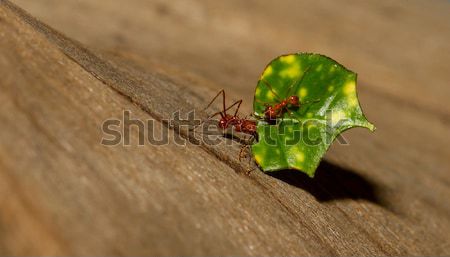 A leaf cutter ant Stock photo © michaklootwijk