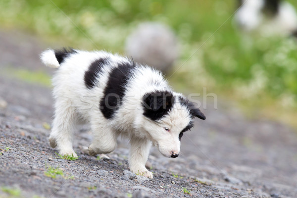 Small Border Collie puppy on a farm Stock photo © michaklootwijk