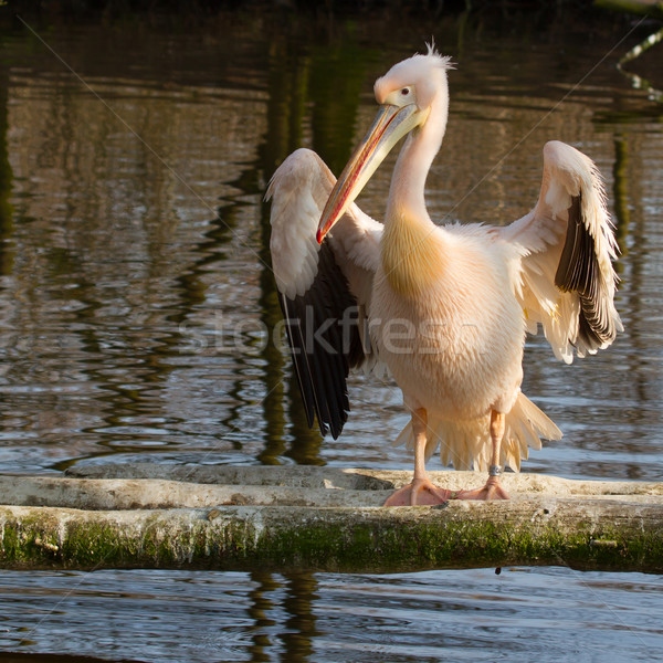 Stock photo: A pelican 
