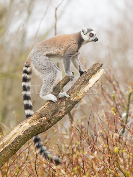 Ring-tailed lemur (Lemur catta) Stock photo © michaklootwijk