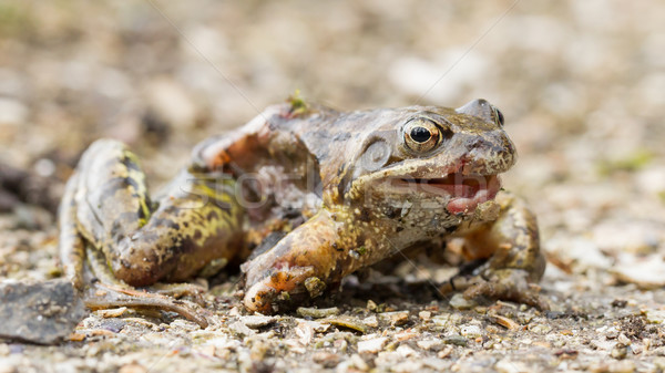 Macro of a dying frog isolated Stock photo © michaklootwijk