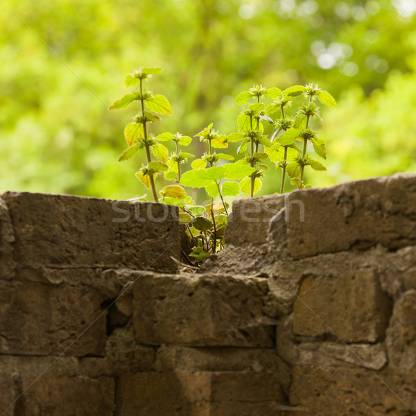 Plant little tree on old red bricks wall background Stock photo © michaklootwijk