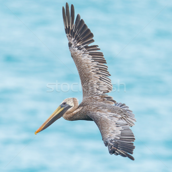 Stock photo: Brown pelican (Pelecanus occidentalis)