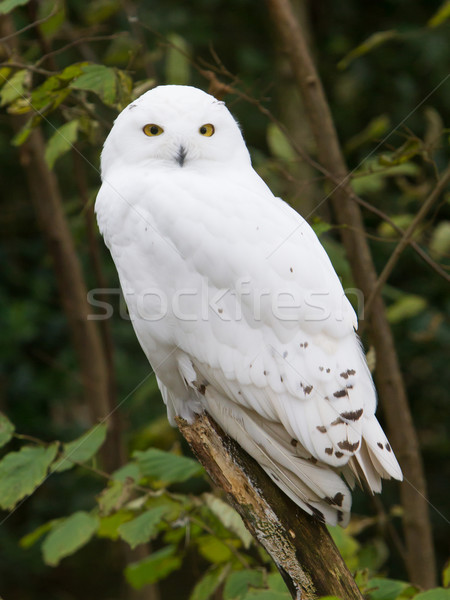 Snow owl resting Stock photo © michaklootwijk