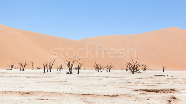 死 樹 紅色 沙漠 天空 樹 商業照片 © michaklootwijk