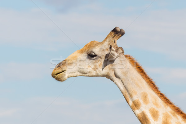 Giraffe in Etosha, Namibia Stock photo © michaklootwijk