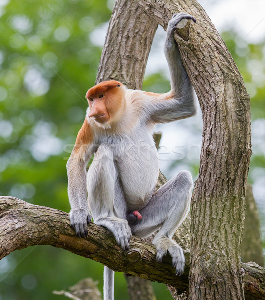 Proboscis monkey in a tree Stock photo © michaklootwijk