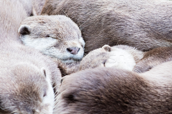 Lazy group of Asian small-clawed otter Stock photo © michaklootwijk