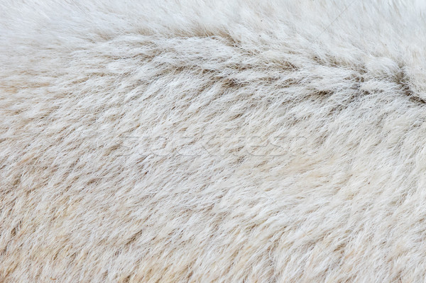 Close-up of a polarbear Stock photo © michaklootwijk