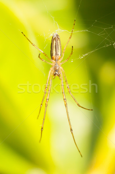 Large spider in a web  Stock photo © michaklootwijk