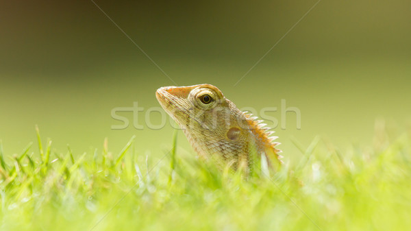 Lagarto grama verde natureza fundo verde Foto stock © michaklootwijk