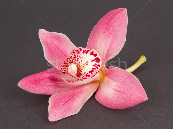 Colorful pink orchid Stock photo © michaklootwijk