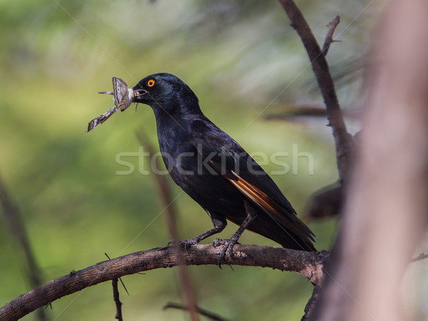 Red-winged Starling Stock photo © michaklootwijk