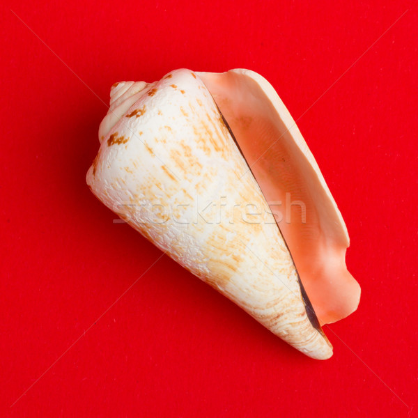 Brown white seashell isolated Stock photo © michaklootwijk