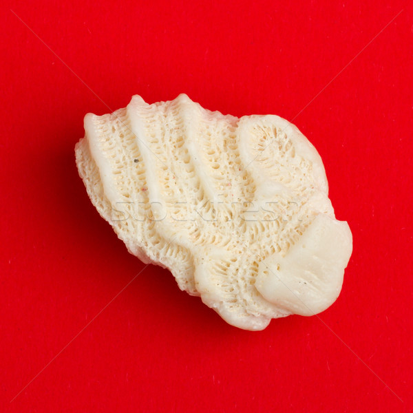 Coral (stone) over a red background Stock photo © michaklootwijk