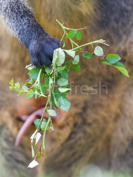 Kangaroo: Wallaby close-up portrait Stock photo © michaklootwijk