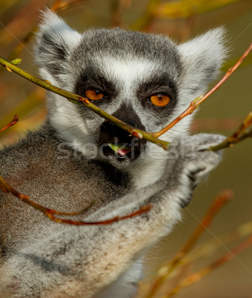 Ring-tailed lemur (Lemur catta)  Stock photo © michaklootwijk
