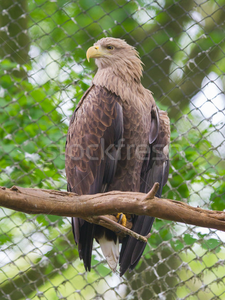 Alb vultur captivitate gard păr pană Imagine de stoc © michaklootwijk