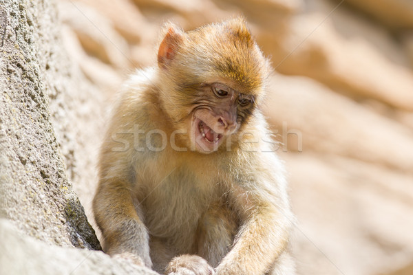 Grumpy Barbary Macaque (Macaca sylvanus) Stock photo © michaklootwijk