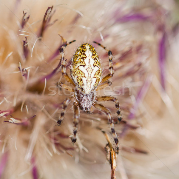 Small spider hiding in a flower Stock photo © michaklootwijk