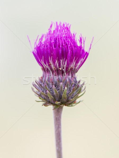 Thistle flower isolated Stock photo © michaklootwijk