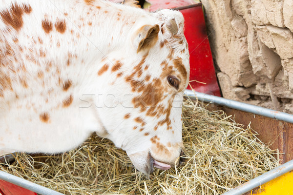 Close up of cow eating hay Stock photo © michaklootwijk