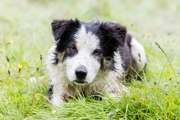 Playful Border collie Stock photo © michaklootwijk