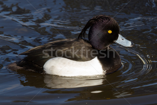 Male Tufted duck Stock photo © michaklootwijk