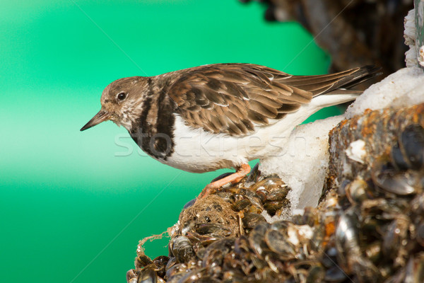 Ruddy Turnstone Stock photo © michaklootwijk