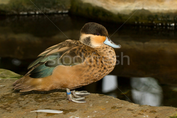 Stockfoto: Tropische · eend · gevangenschap · kleurrijk · holland · bos