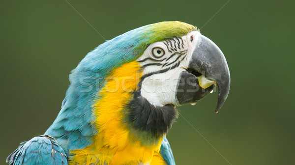 Close-up of a macaw parrot Stock photo © michaklootwijk