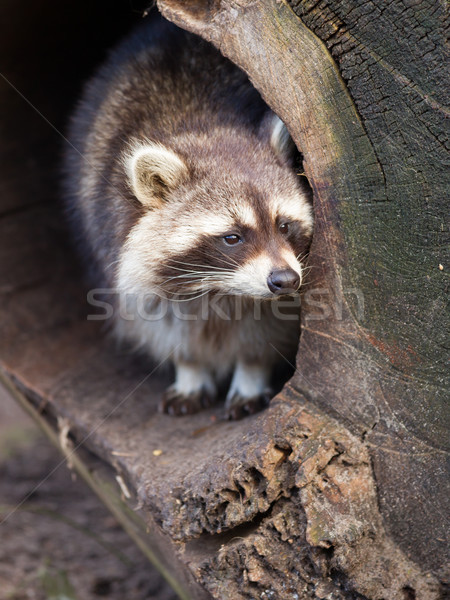 Volwassen wasbeer nest oog natuur haren Stockfoto © michaklootwijk