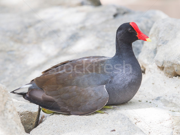 Moorhen resting on a rock  Stock photo © michaklootwijk