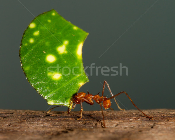 A leaf cutter ant Stock photo © michaklootwijk