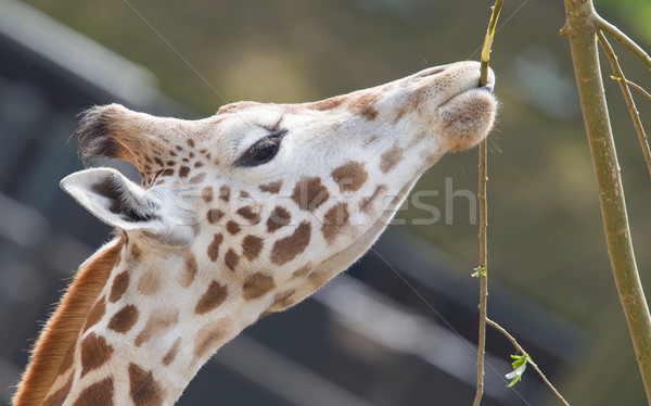 Giraffe eating Stock photo © michaklootwijk