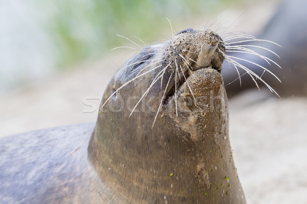 Zeeleeuw eten vis selectieve aandacht neus Stockfoto © michaklootwijk