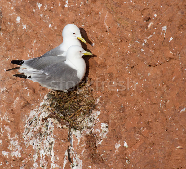A pair of seagulls nesting Stock photo © michaklootwijk