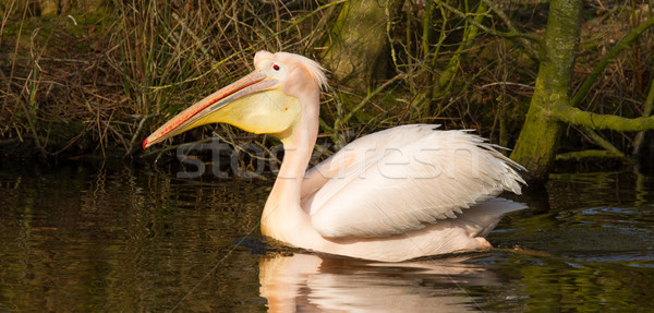 Stock photo: A swimming pelican 