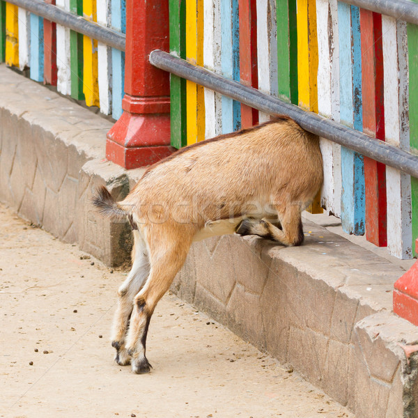 Goat looking through a fence  Stock photo © michaklootwijk