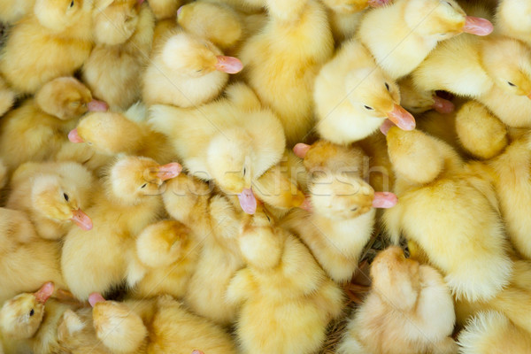 Little chicks in a basket, for sale on a Vietnamese market Stock photo © michaklootwijk