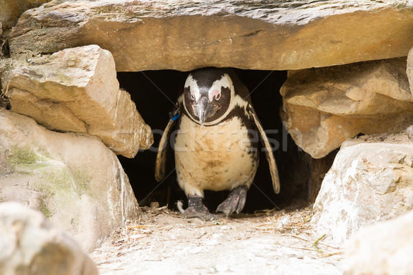 African penguins Stock photo © michaklootwijk