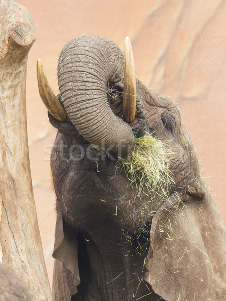 слон еды трава рот текстуры Сток-фото © michaklootwijk