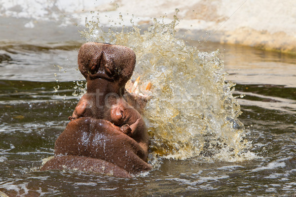 Nijlpaard nijlpaard Open mond afrika strijd Stockfoto © michaklootwijk