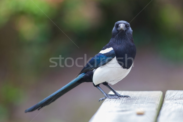 Stock photo: European Magpie (pica pica)